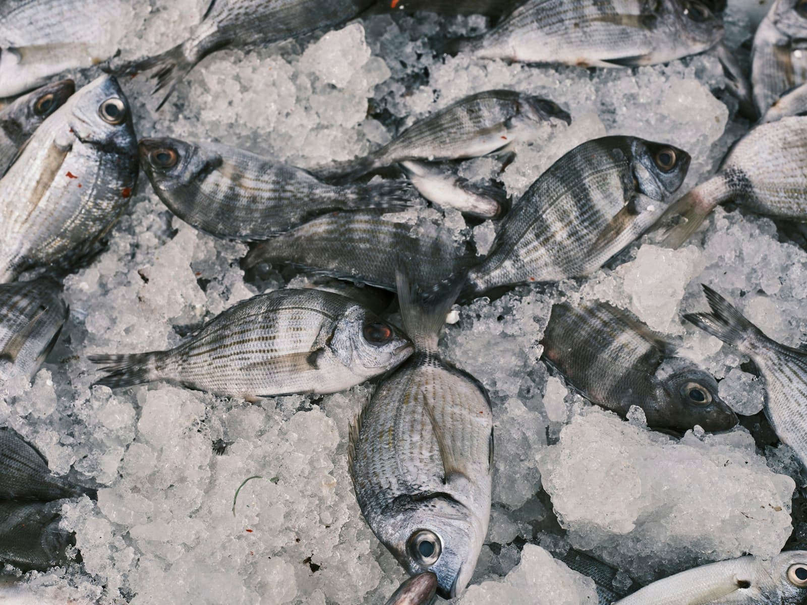 Seafood prepared on a bed of ice